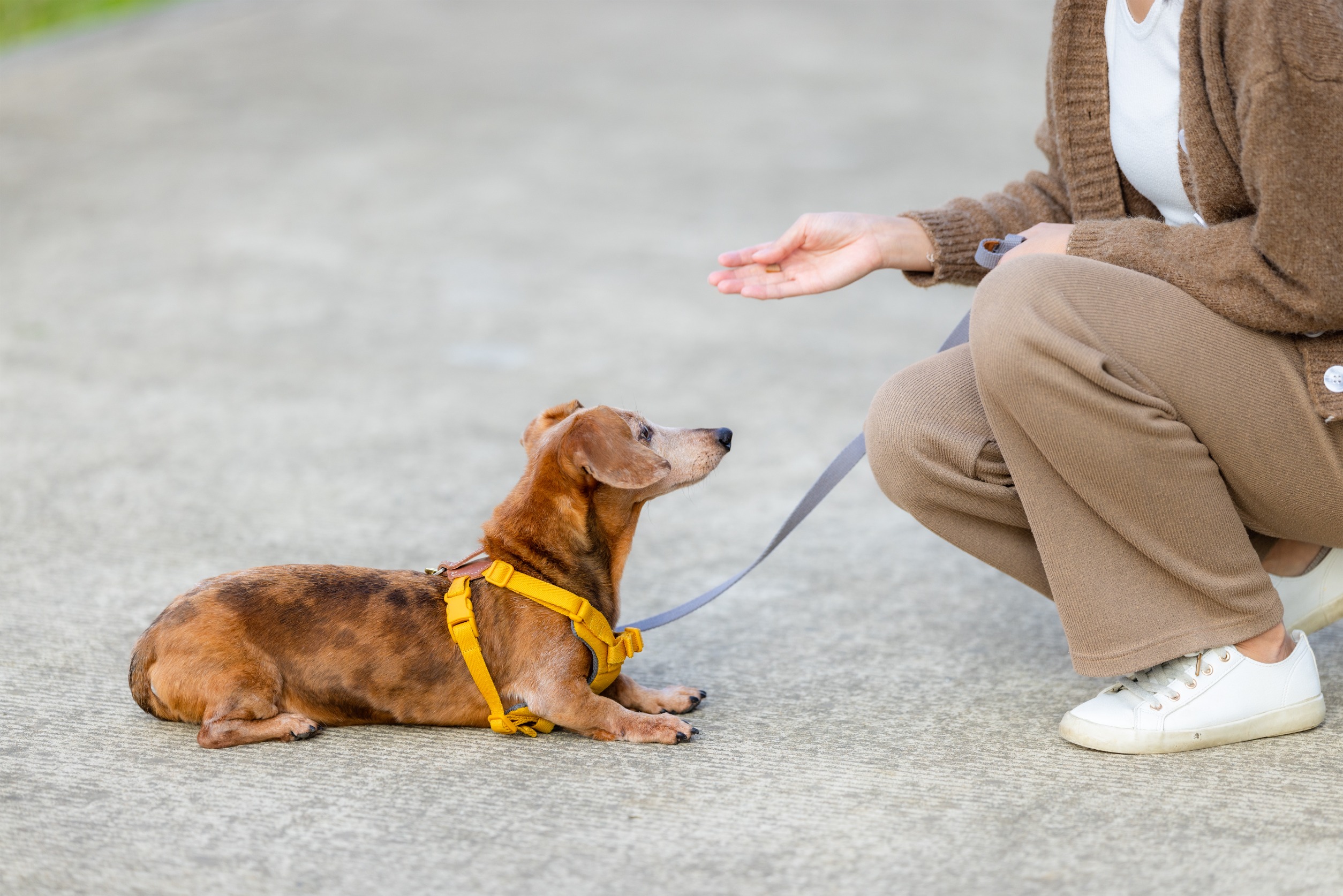 Image of a dachshund laying down and looking up at a trainer who is doing a hand gesture command for the dachshund while crouching down.