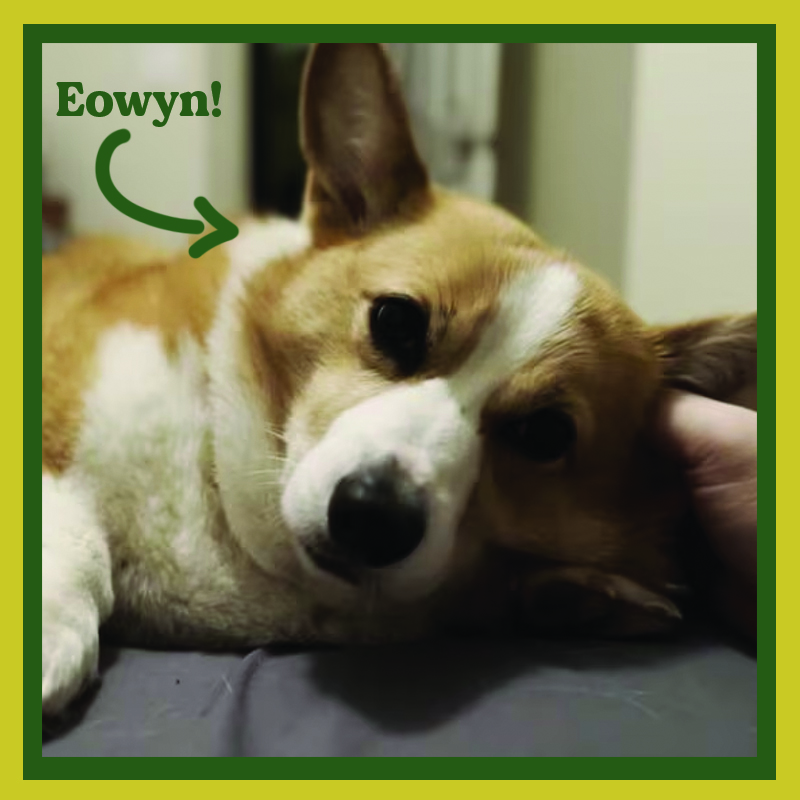 Eowyn the corgi laying down while a hand pets her head.