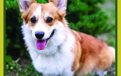 Eowyn – The Corgi Who Taught Herself Sign Language