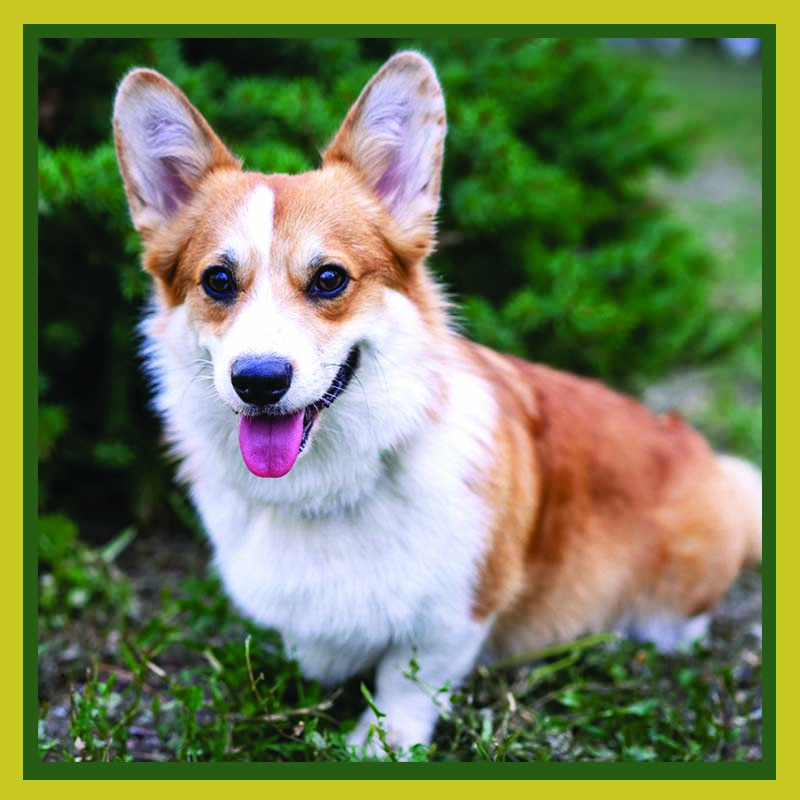 A corgi sitting in the grass in front of a pine tree while looking at the camera with their tongue out.